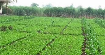 செடி தம்பட்டங்காய் சாகுபடி செய்தால் கூடுதல் மகசூல்…