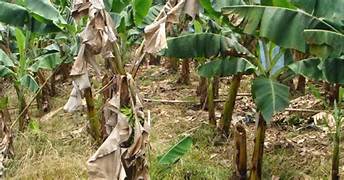 வாழையில் வாடல் நோயா!!