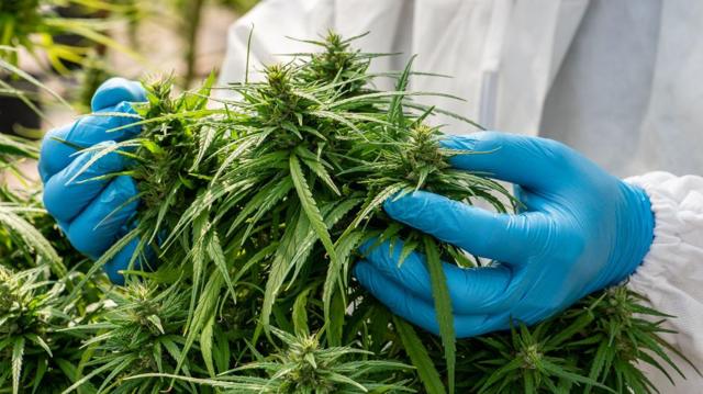 மூலிகை தேயிலை – வெளிநாட்டிலிருந்து தபால் மூலம் கஞ்சாவை கடத்தல் சிக்கிய மும்பை போலீஸ்காரர்!!