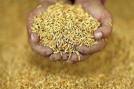 விதை நெல், உரங்கள் தட்டுப்பாடு இல்லாமல் கிடைக்க வேண்டும்…