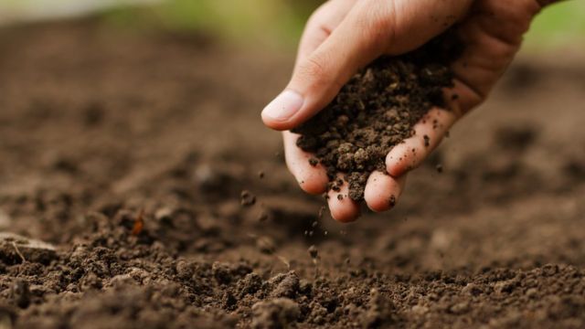 அதிக மகசூலுக்கு விதைநேர்த்தி அவசியம்..